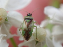 Orthops scutellatus