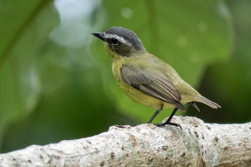 Yellow-bellied Tyrannulet (Ornithion semiflavum) photo