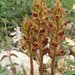 Slender Broomrape - Photo (c) Emilio, some rights reserved (CC BY-NC-ND)