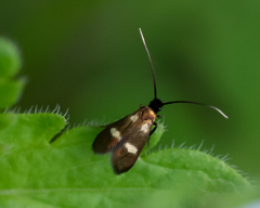 Cauchas fibulella