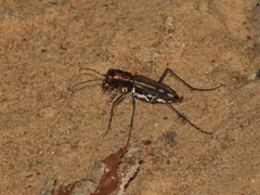 Cicindela interruptofasciata