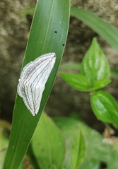 Scopula opicata