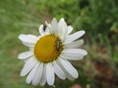 Chrysanthia geniculata