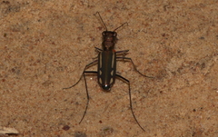 Cicindela interruptofasciata