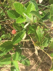 Rubus cuneifolius image