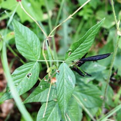 Vicia oroboides