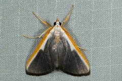 Pylartes subcostalis