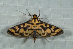 Rhimphalea sceletalis