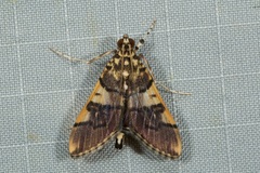 Orphanostigma