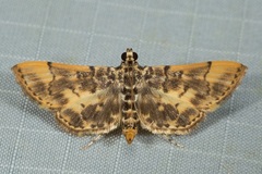 Tylostega