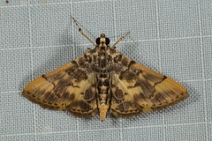Tylostega
