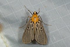 Tyspanodes exathesalis