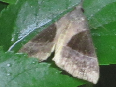 Hypena trigonalis