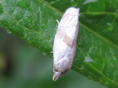 Cochylidia heydeniana