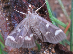 Herpetogramma luctuosalis