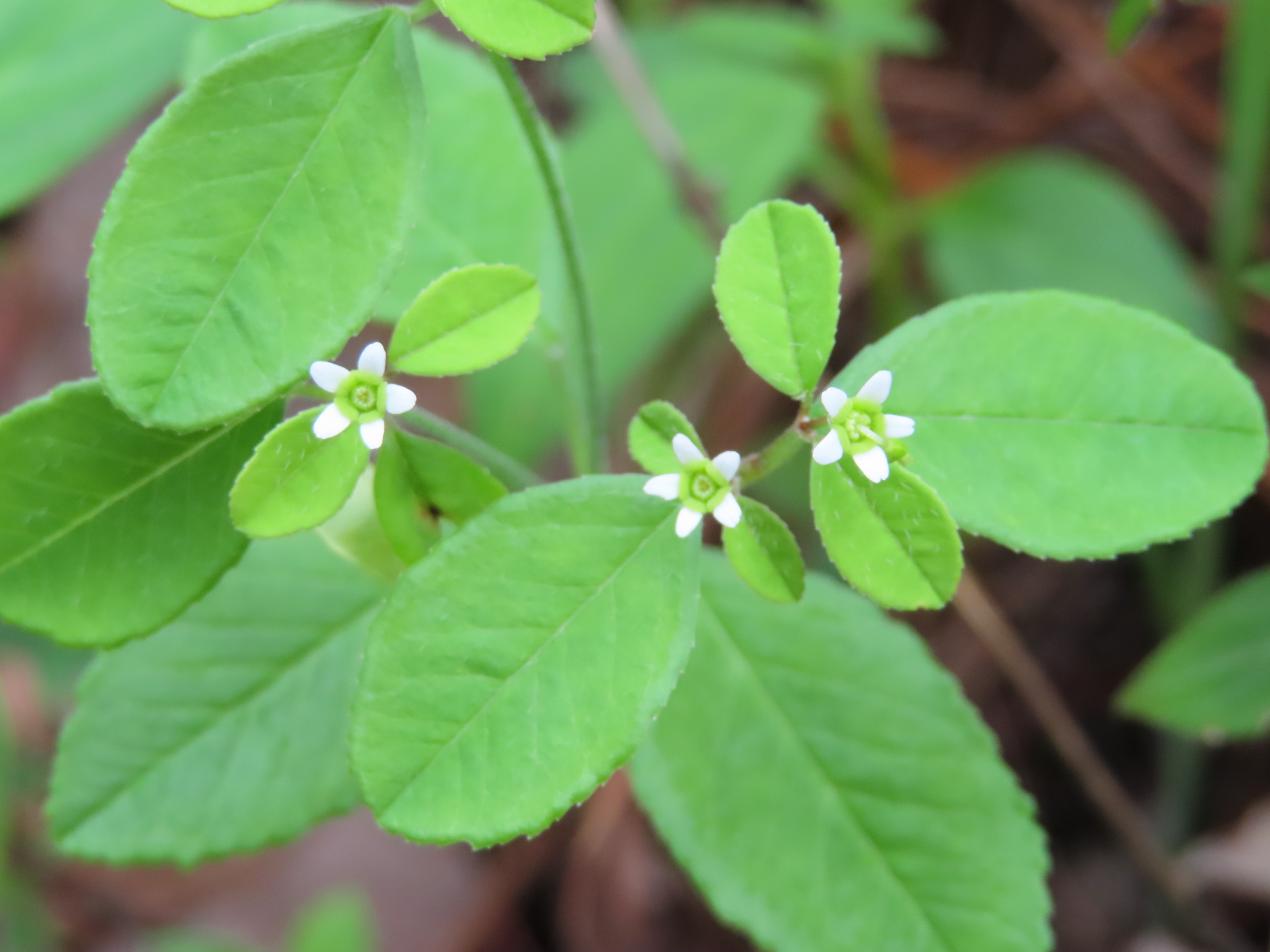 Euphorbia ixtlana