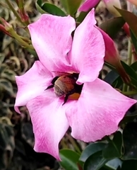 Apinae