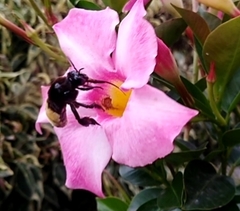 Apinae