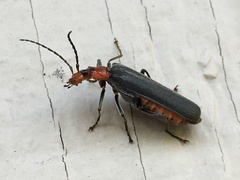 Podabrus conspiratus