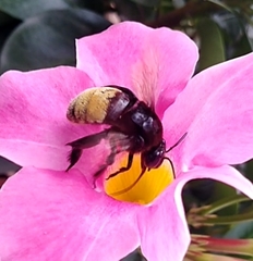 Apinae