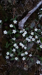 Claytonia multiscapa pacifica