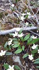 Claytonia multiscapa pacifica