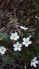 Claytonia multiscapa pacifica