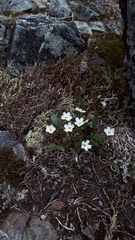 Claytonia multiscapa pacifica