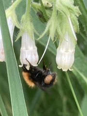 Bombus