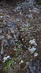 Claytonia multiscapa pacifica