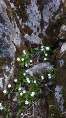 Claytonia multiscapa pacifica