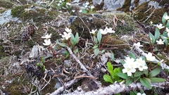 Claytonia multiscapa pacifica