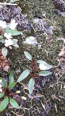 Claytonia multiscapa pacifica