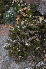 Arenaria oresbia