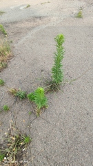 Erigeron canadensis