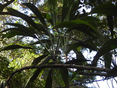 Cordyline rubra