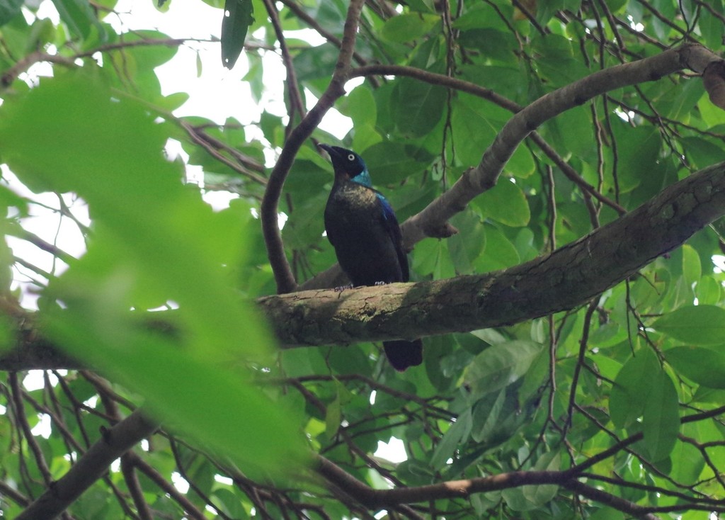 Principe Starling photo