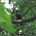 Príncipe Starling - Photo (c) Thibaud Aronson, some rights reserved (CC BY-SA), uploaded by Thibaud Aronson