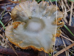 Cortinarius austrovenetus