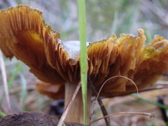 Cortinarius austrovenetus