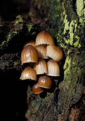 Mycena subgalericulata
