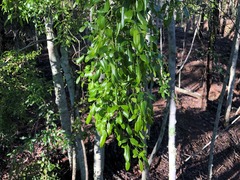 Jasminum didymum racemosum