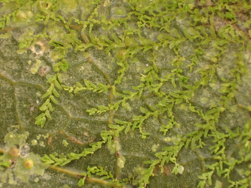 Leptolejeunea maculata