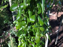 Jasminum didymum racemosum