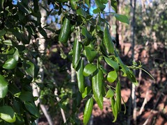 Jasminum didymum racemosum