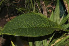 Coleosporium plumeriae