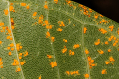 Coleosporium plumeriae