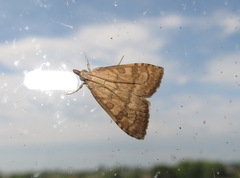 Udea fulvalis