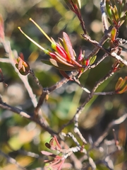 Darwinia biflora