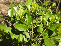 Cyclophyllum coprosmoides coprosmoides